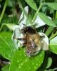 Anthophora sp.